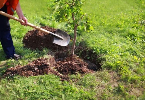 Planting a tree